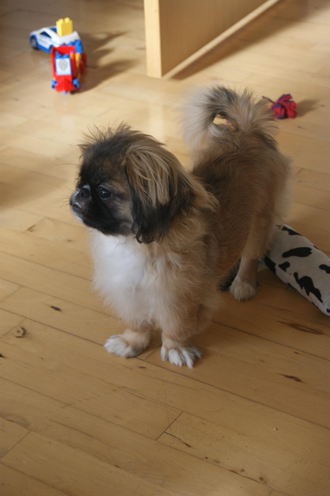 Pekingeser Bella billede 5