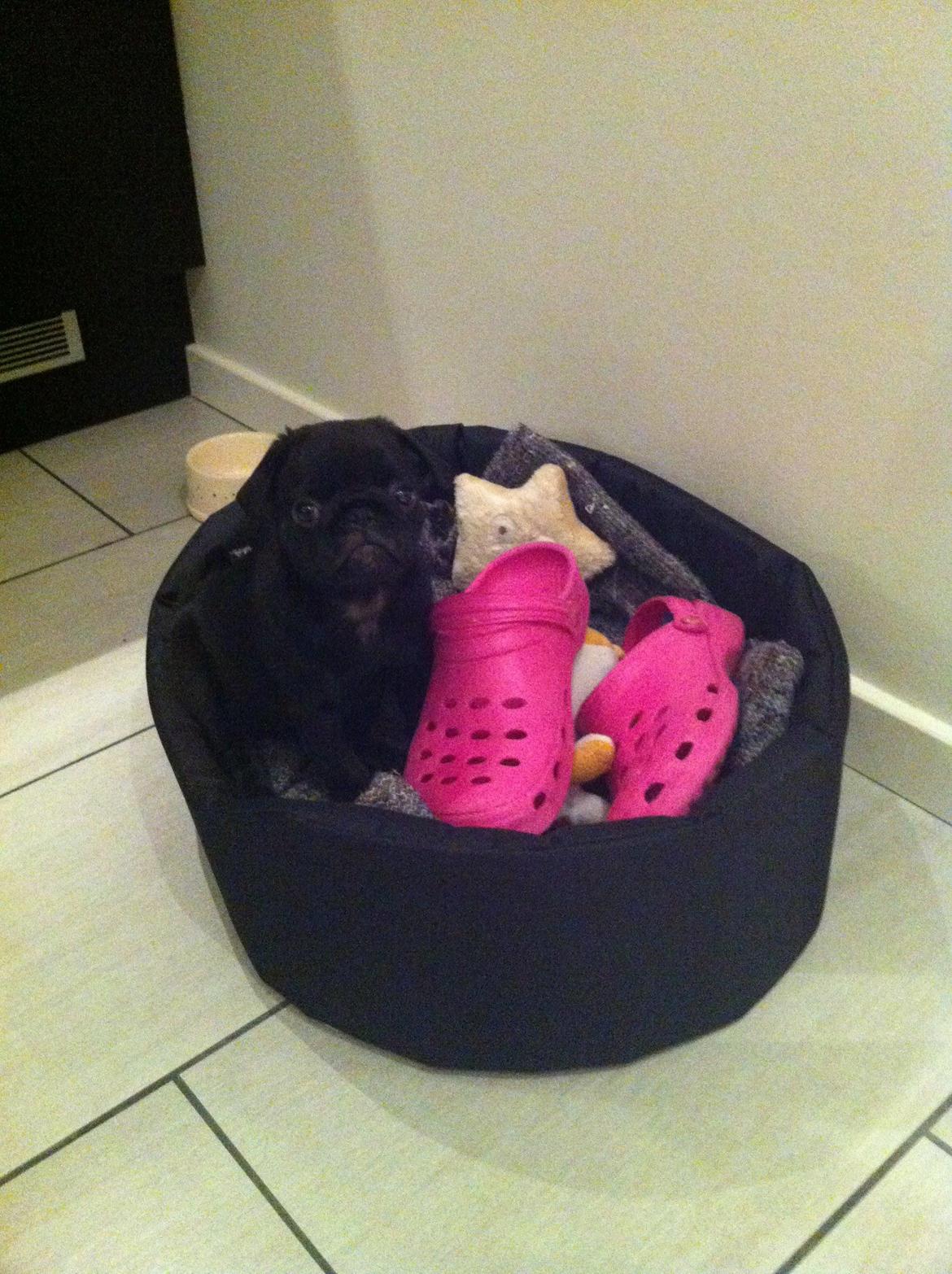 Mops Vera - Dagens fangst :) billede 6