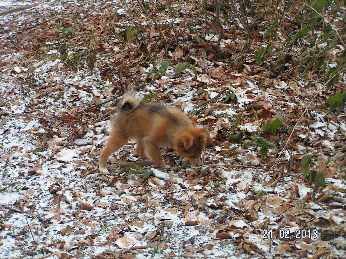 Blanding af racer soffi billede 7