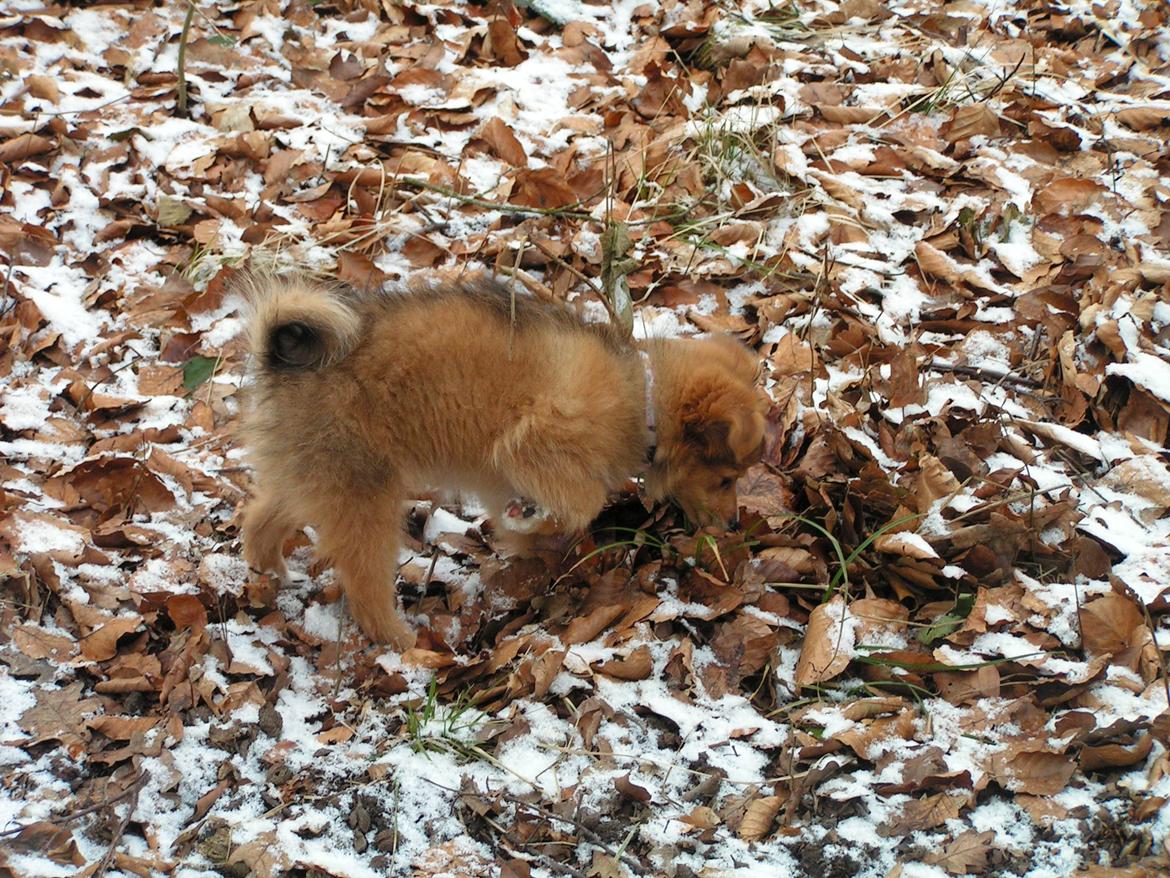 Blanding af racer soffi billede 8