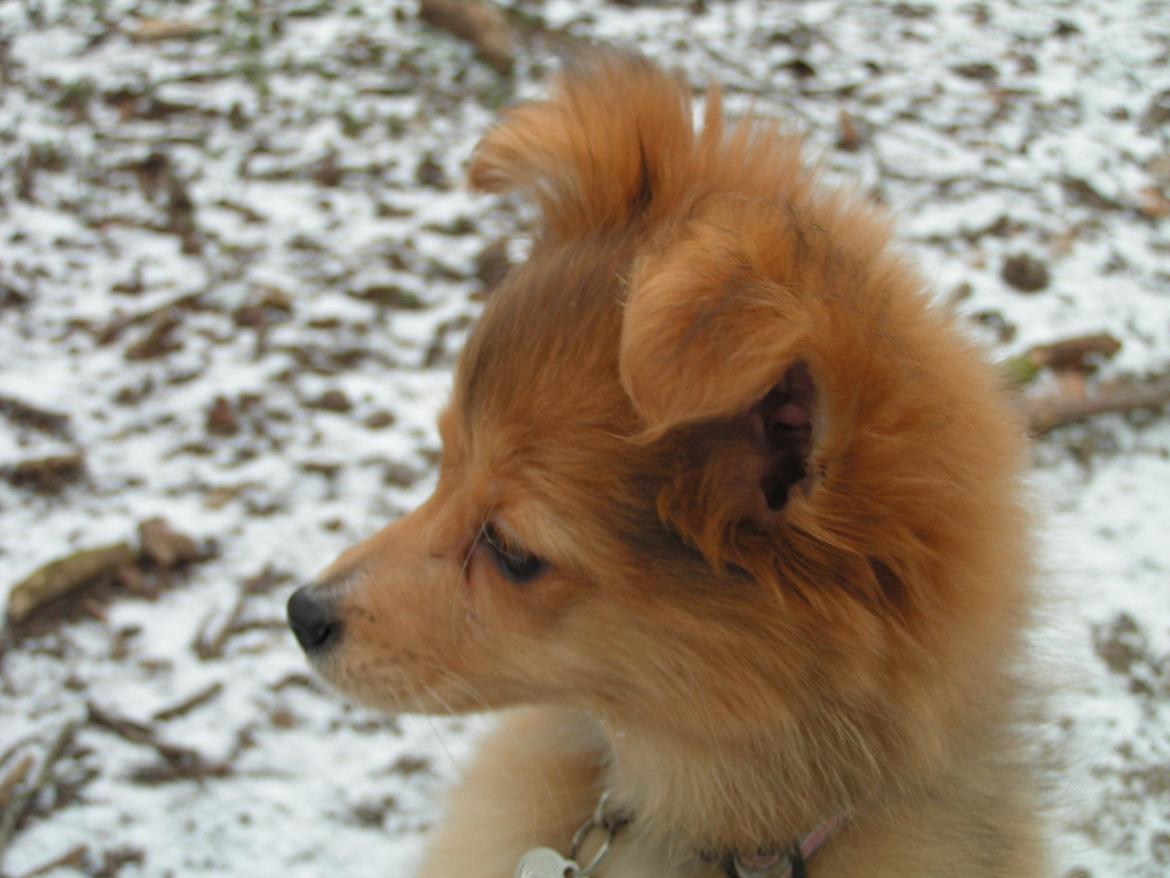 Blanding af racer soffi billede 9