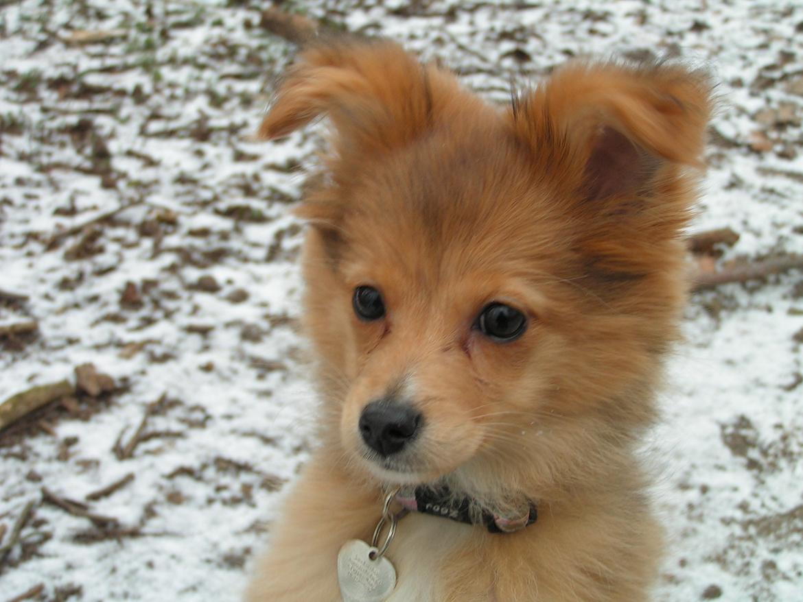 Blanding af racer soffi billede 10