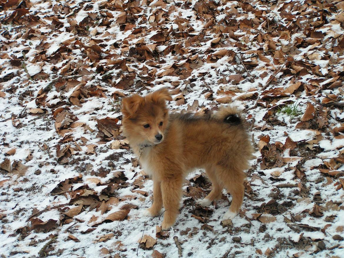 Blanding af racer soffi billede 11