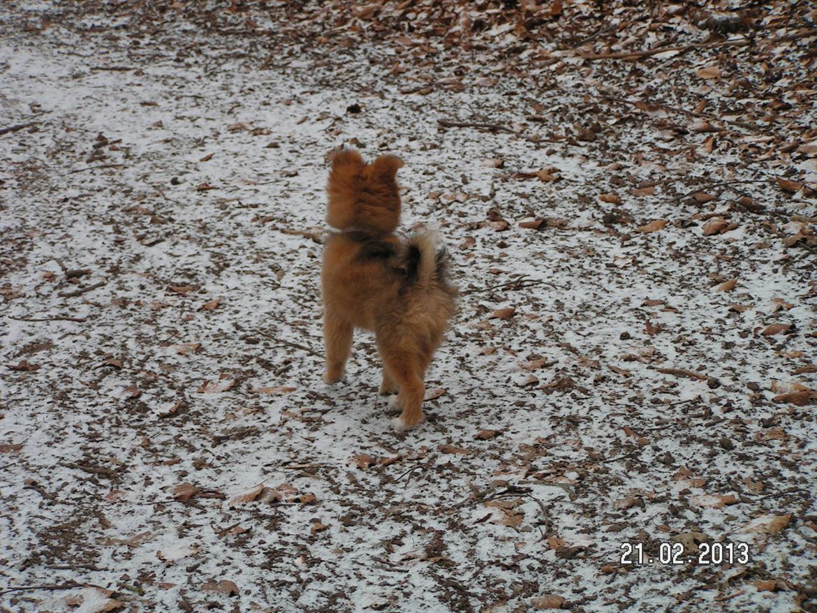 Blanding af racer soffi billede 12