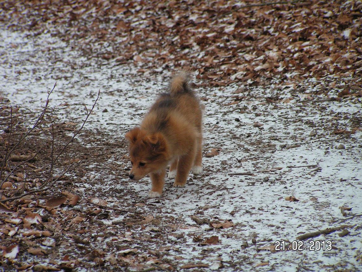 Blanding af racer soffi billede 13