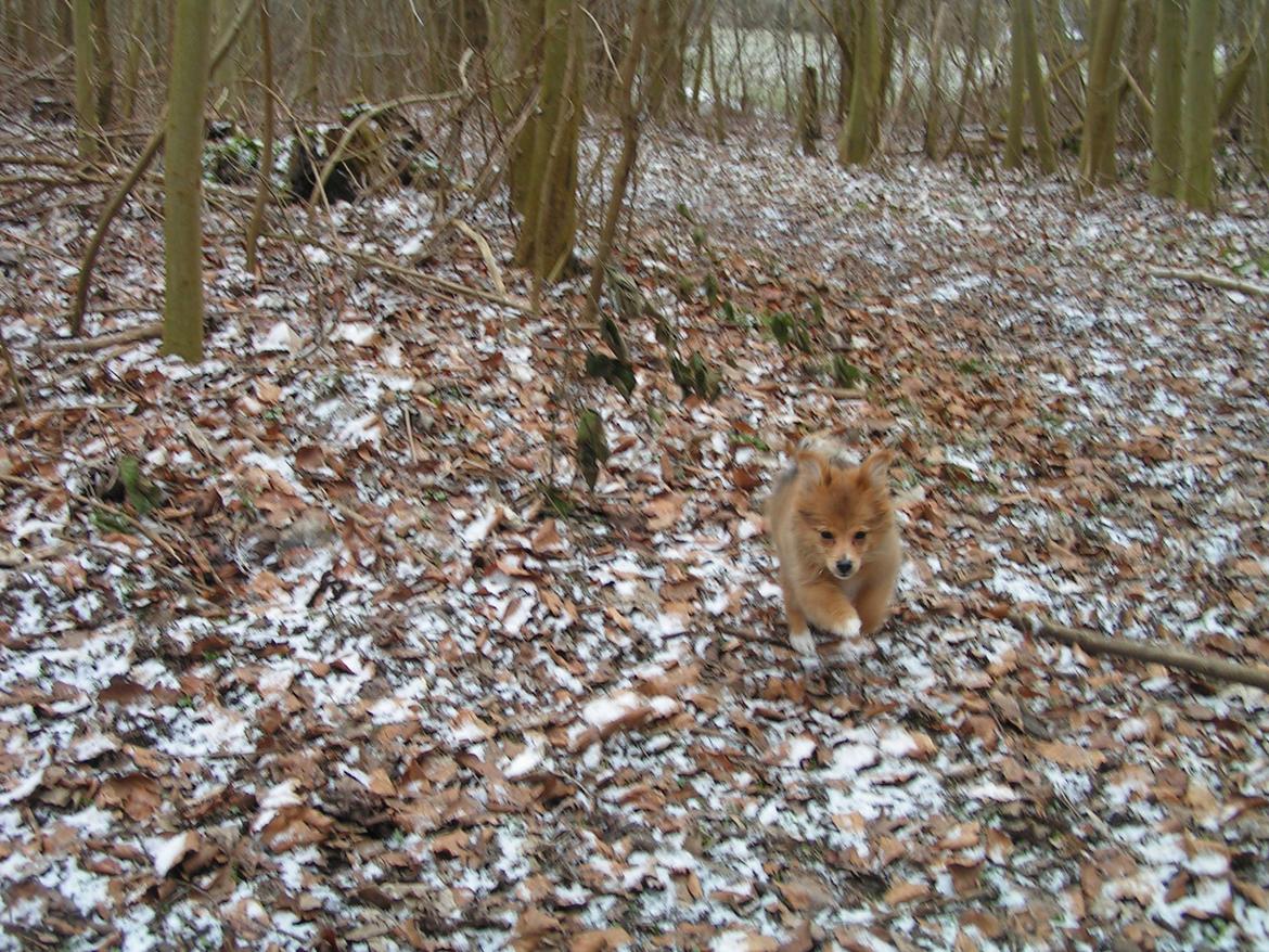 Blanding af racer soffi billede 14