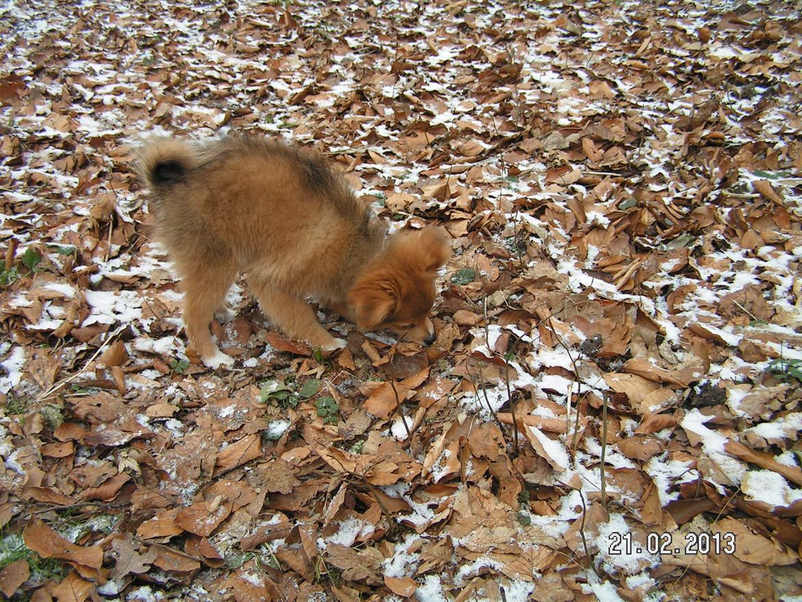 Blanding af racer soffi billede 15