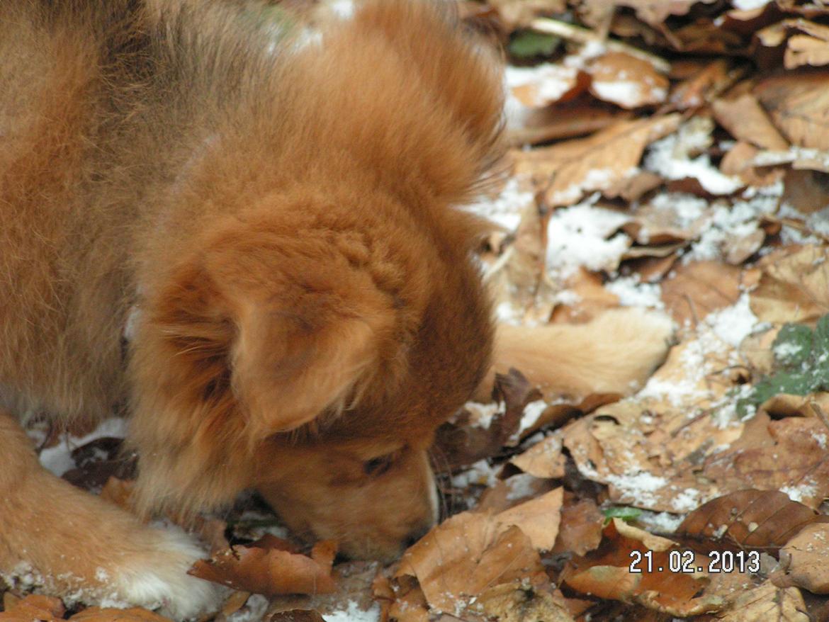 Blanding af racer soffi billede 16