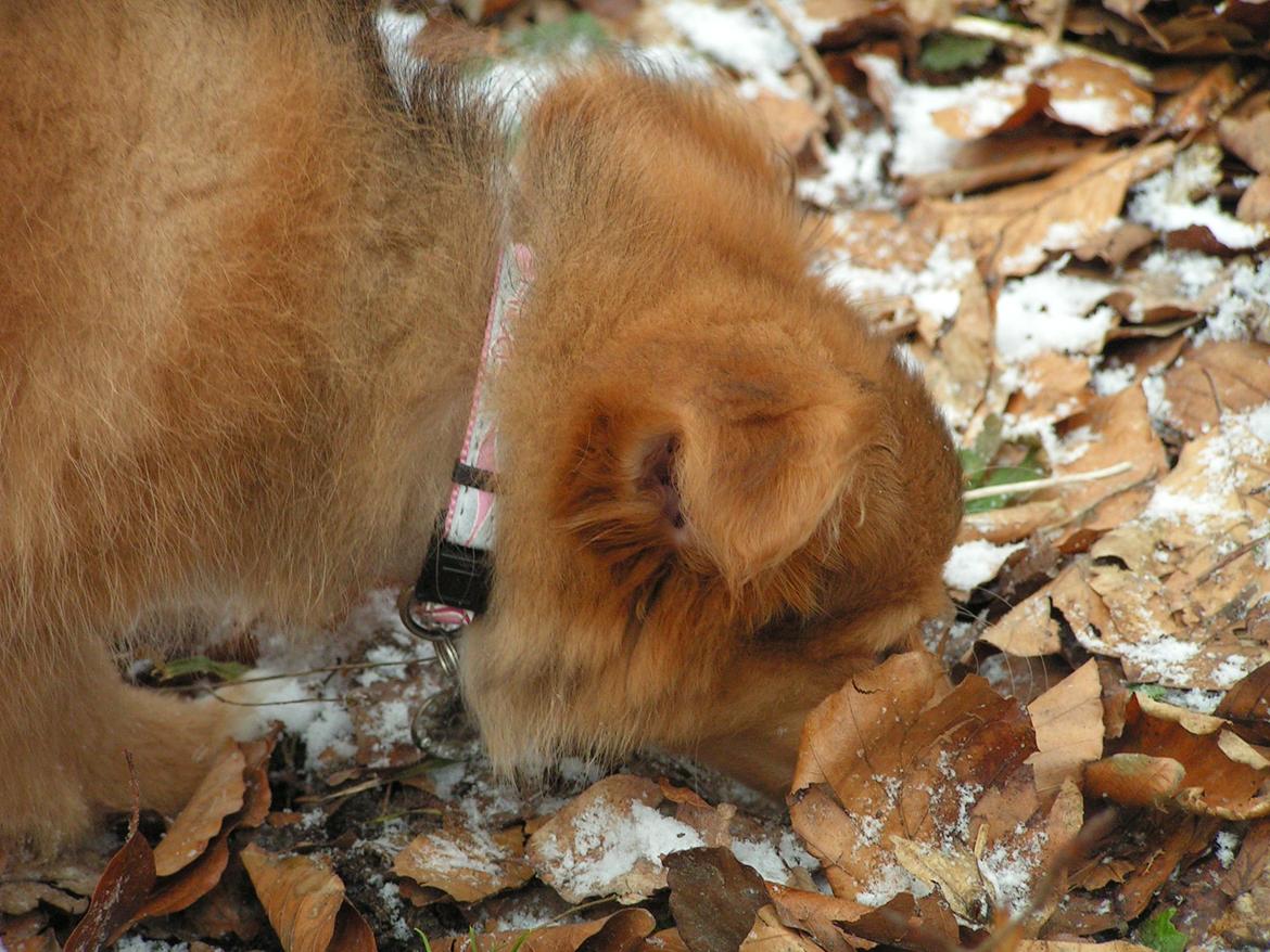 Blanding af racer soffi billede 17