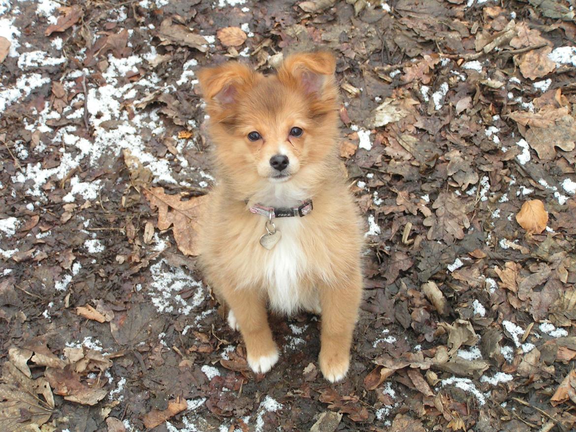 Blanding af racer soffi billede 18