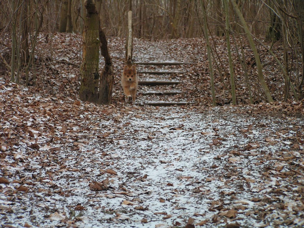 Blanding af racer soffi billede 19