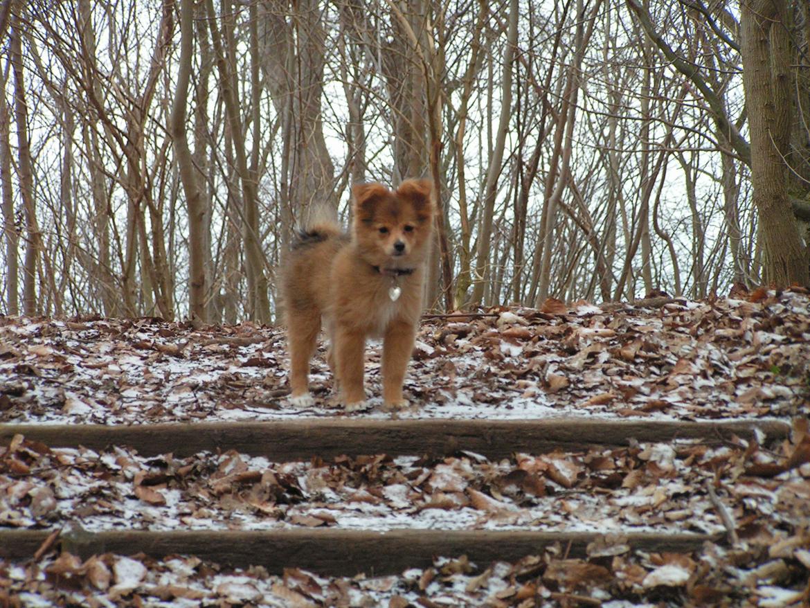 Blanding af racer soffi billede 20