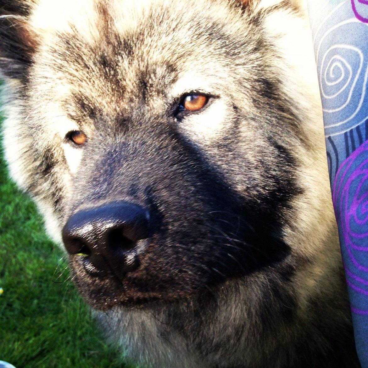 Eurasier Eurasierkrogens Artos (Niiko) billede 9