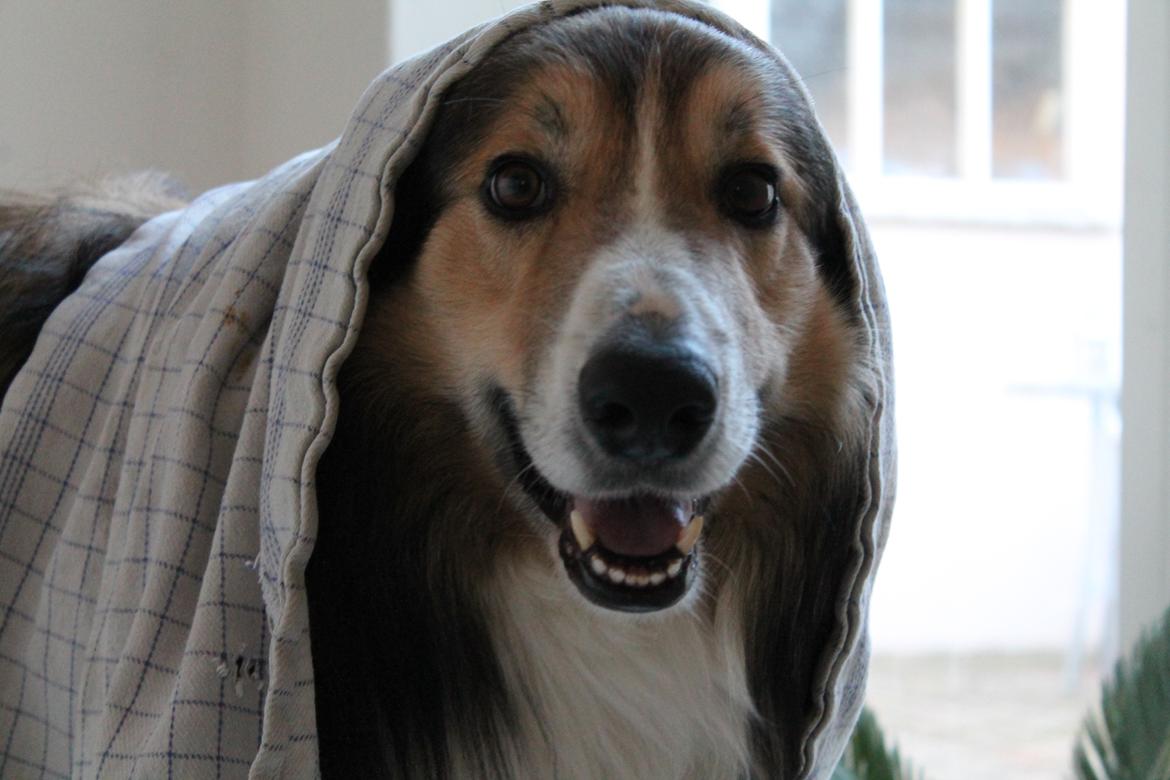 Blanding af racer ~ Chester billede 3