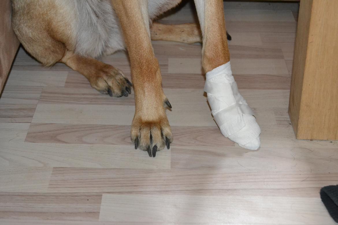 Blanding af racer Bella billede 12