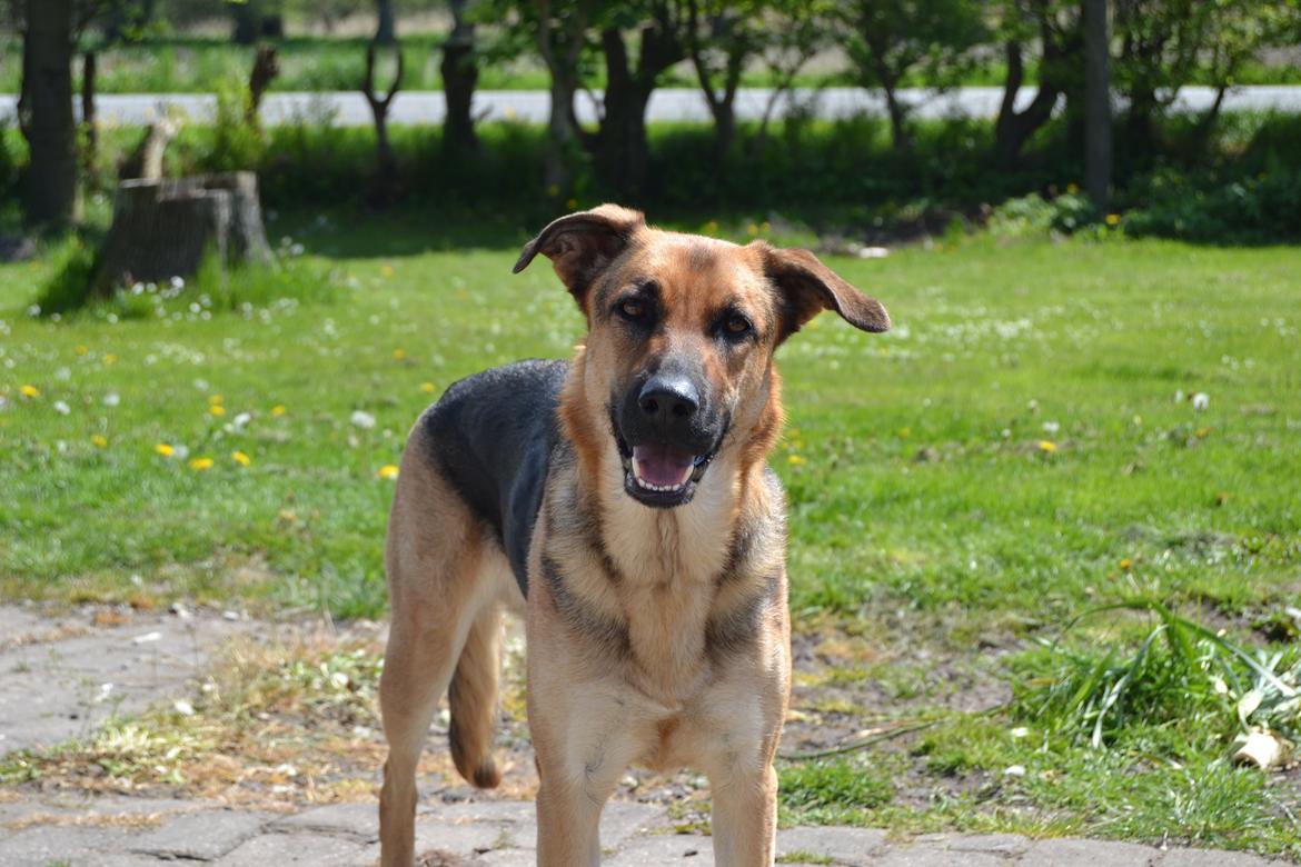 Blanding af racer Bella billede 13