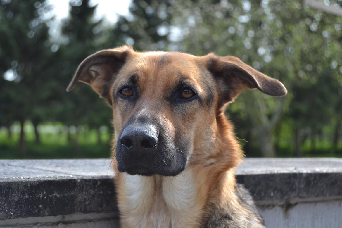 Blanding af racer Bella billede 14