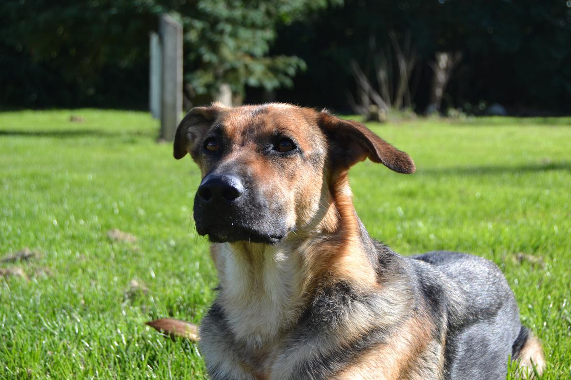 Blanding af racer Bella billede 15