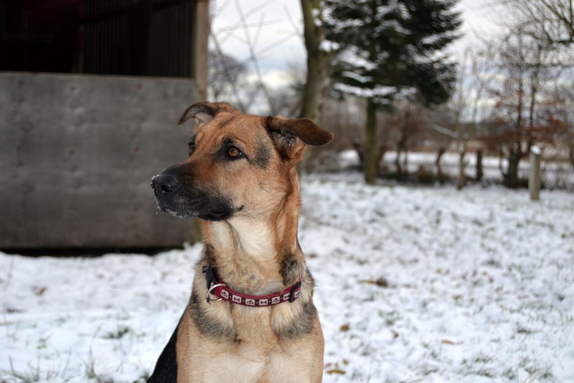 Blanding af racer Bella - Vinter 2012! :D billede 2