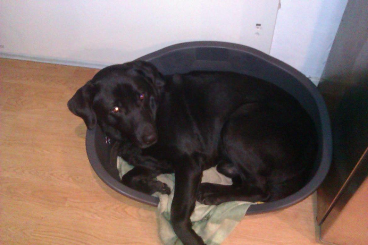 Labrador retriever Pumba (stubbe) - hvor jeg træt :0 billede 1