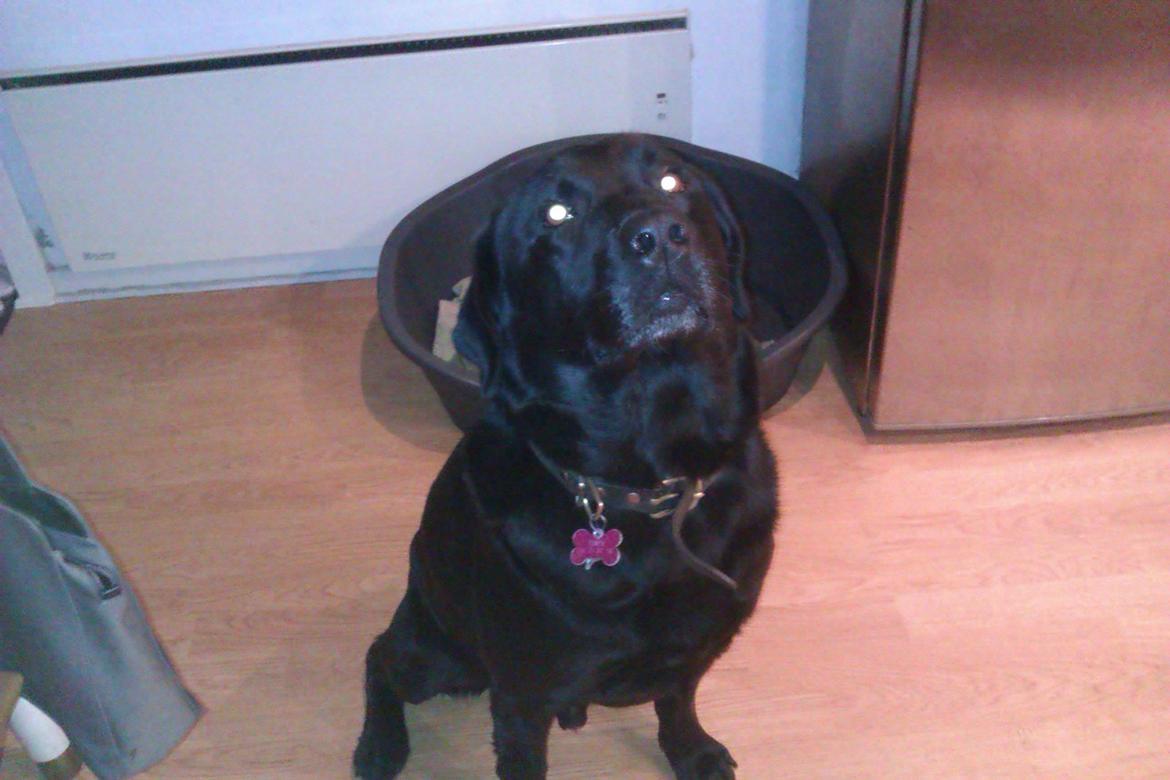 Labrador retriever Pumba (stubbe) billede 2