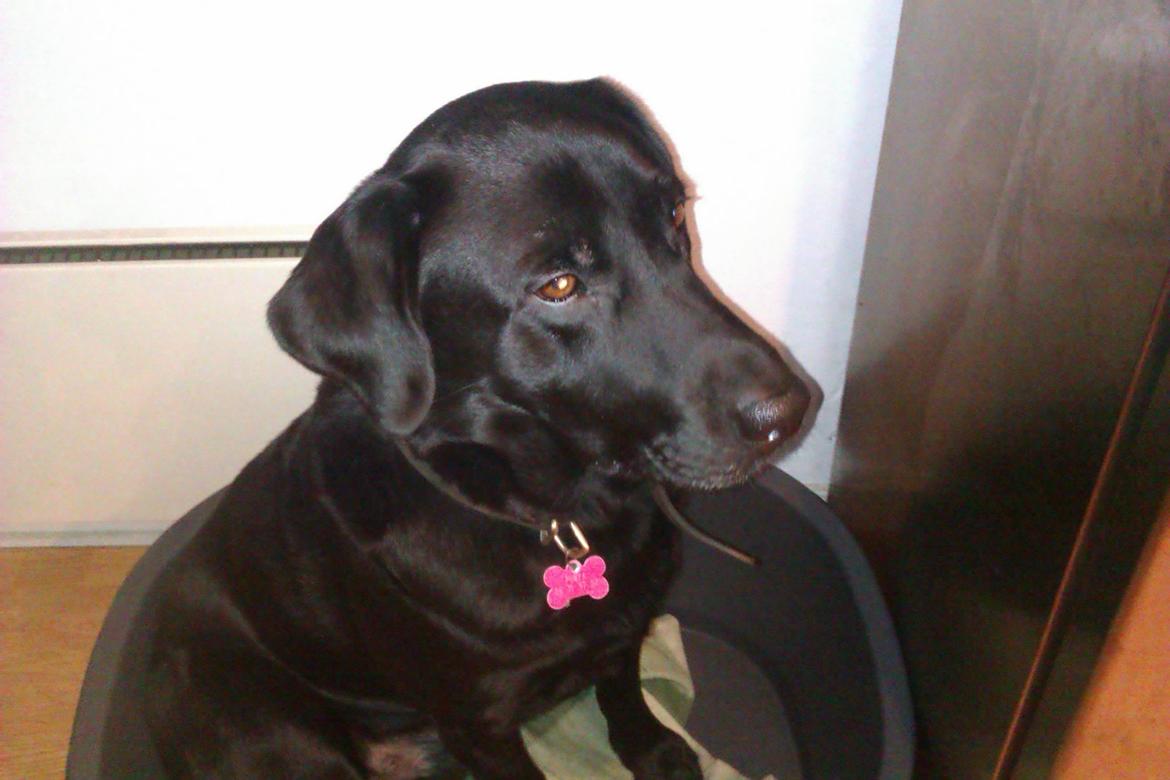 Labrador retriever Pumba (stubbe) billede 3