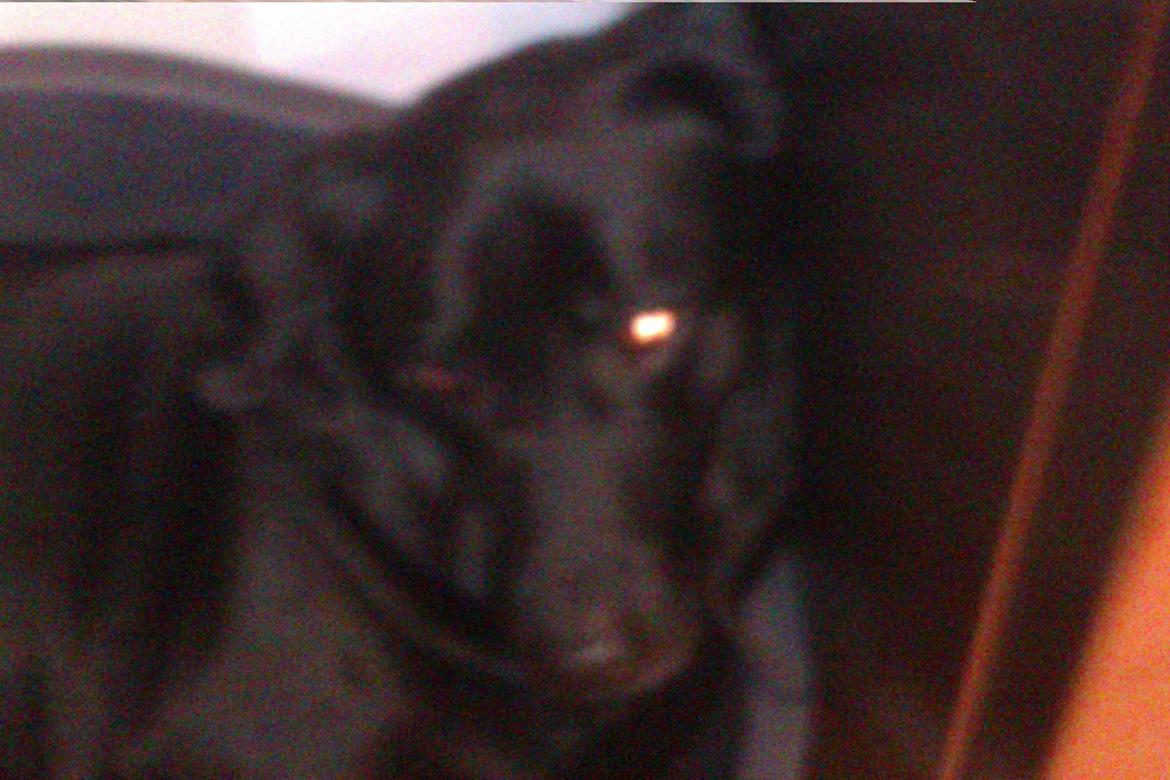 Labrador retriever Pumba (stubbe) billede 4