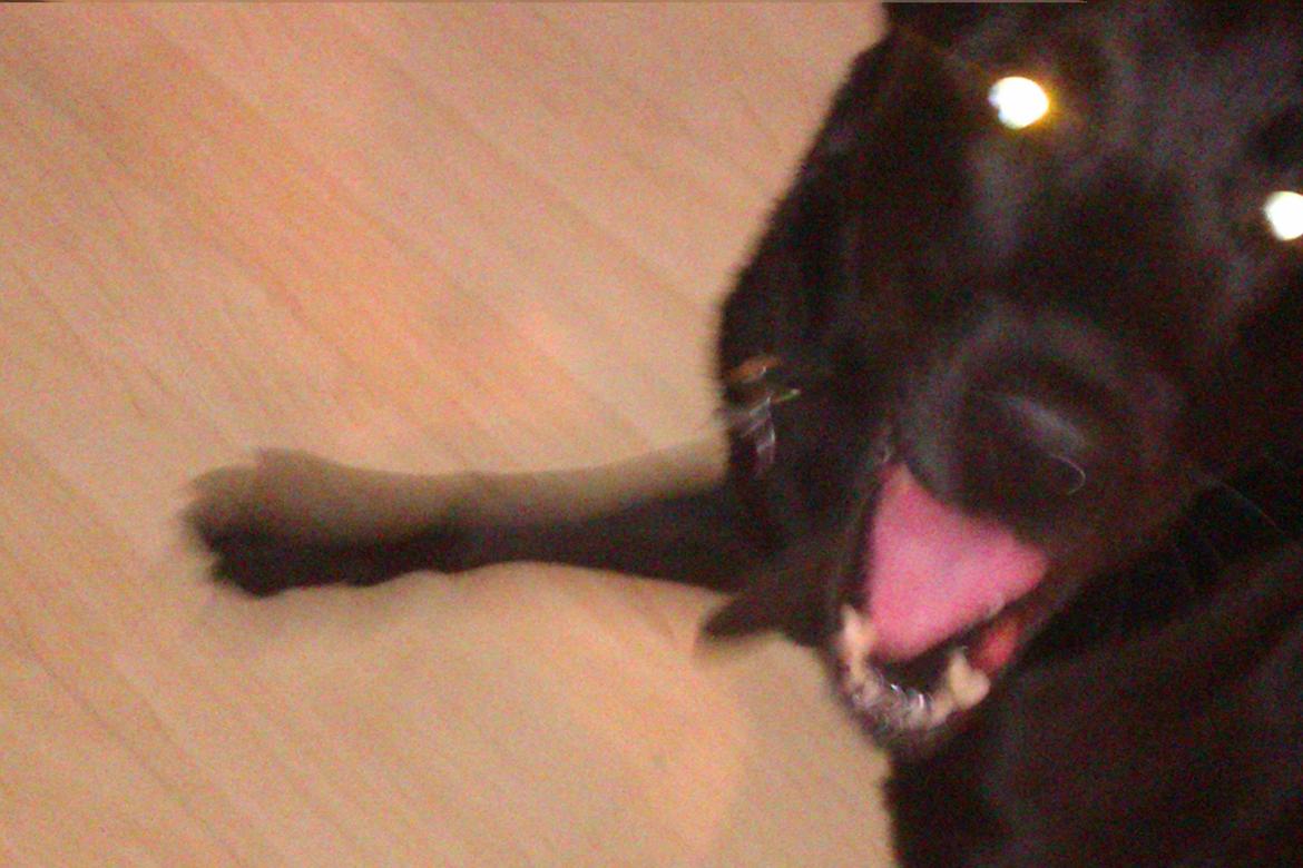 Labrador retriever Pumba (stubbe) billede 5