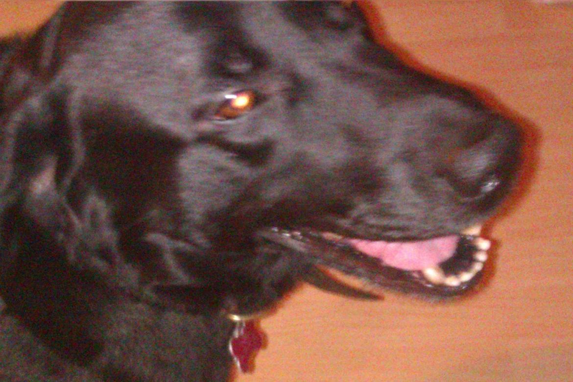 Labrador retriever Pumba (stubbe) billede 6