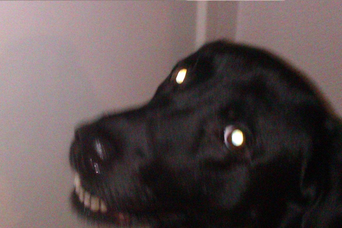 Labrador retriever Pumba (stubbe) billede 7