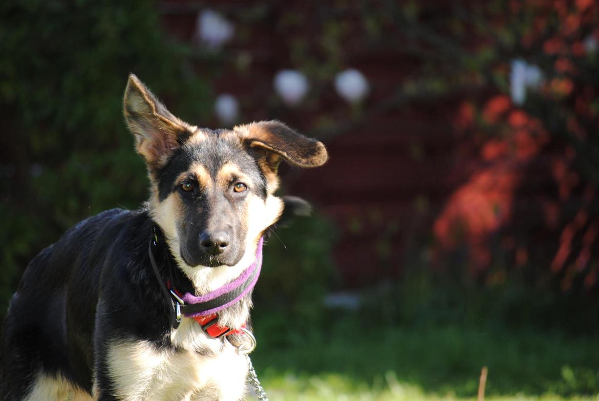 Schæferhund Diva (Himmelhund) - Sommer 2012 billede 11