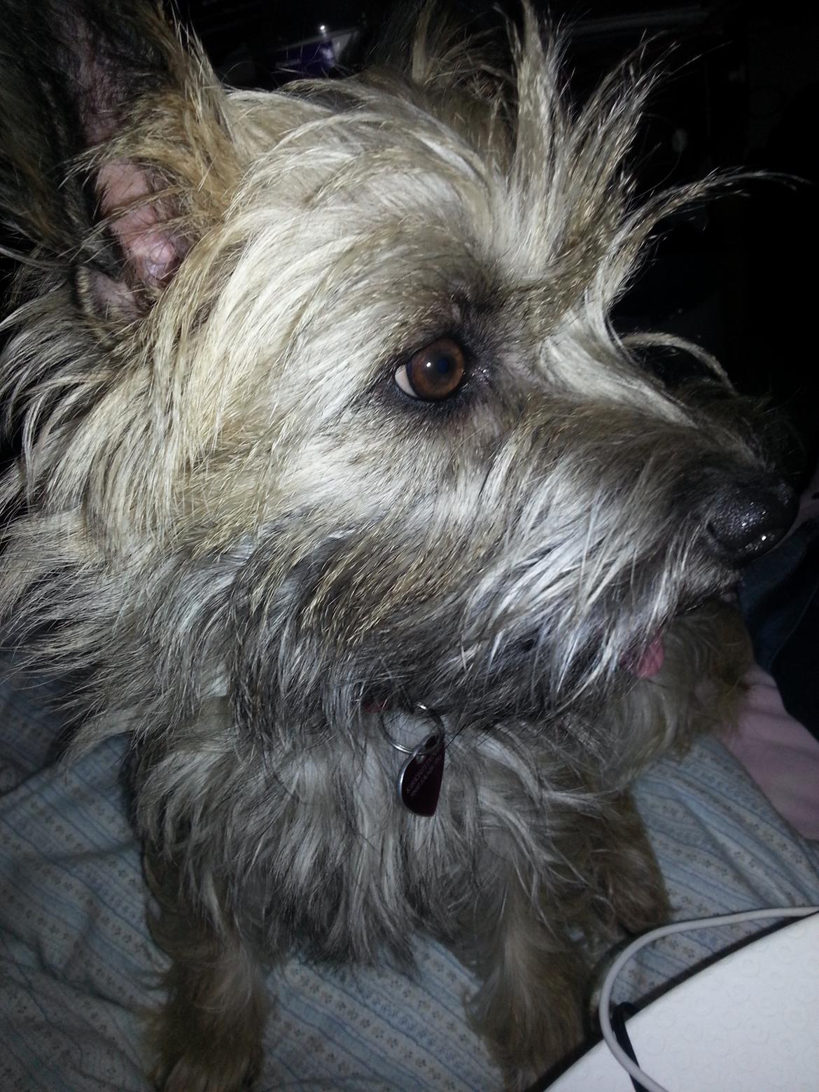 Cairn terrier Frida billede 16