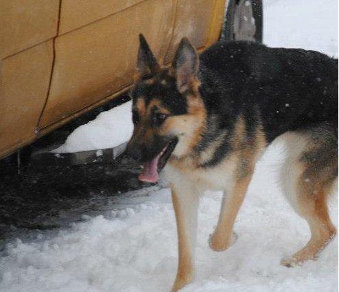 Schæferhund Diva (Himmelhund) billede 15