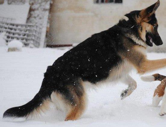 Schæferhund Diva (Himmelhund) billede 16