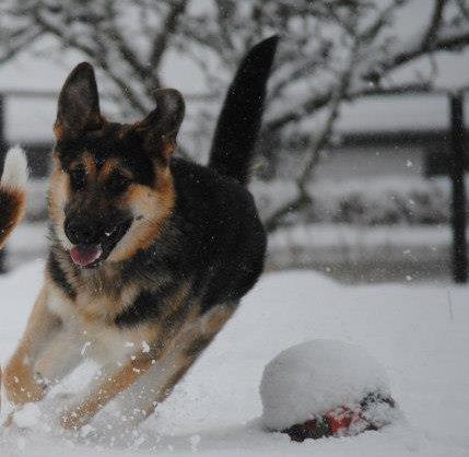 Schæferhund Diva (Himmelhund) billede 17