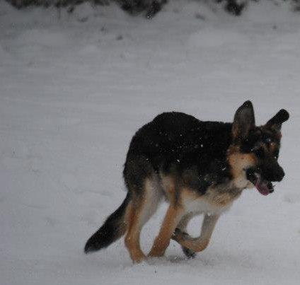 Schæferhund Diva (Himmelhund) billede 18