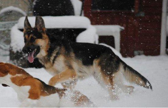 Schæferhund Diva (Himmelhund) billede 19