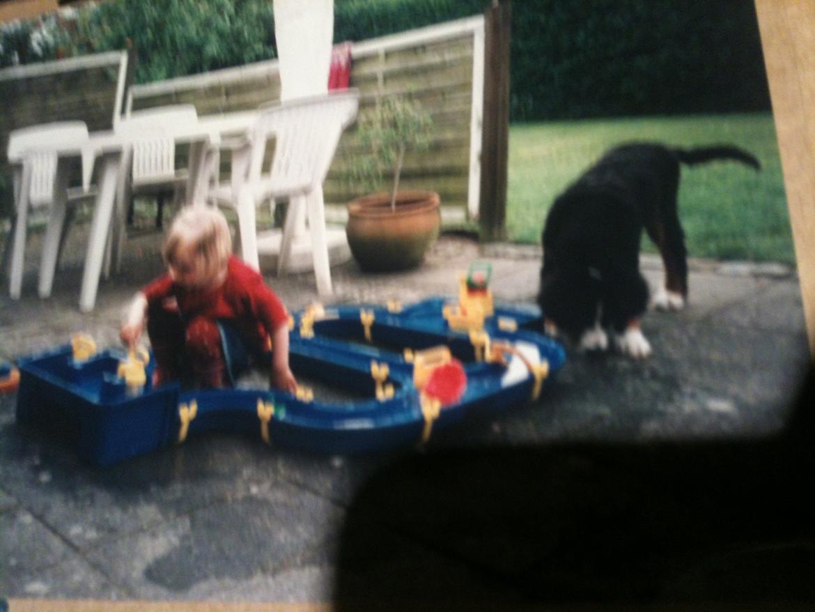 Berner sennenhund Mille † R.I.P † - Da hun var en lille hvaps og min der leger med vand <3 billede 1