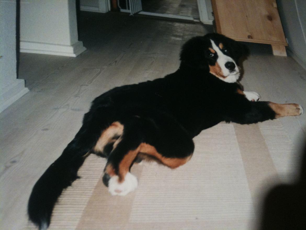 Berner sennenhund Mille † R.I.P † - Mille slapper af på gulvet <3 billede 2