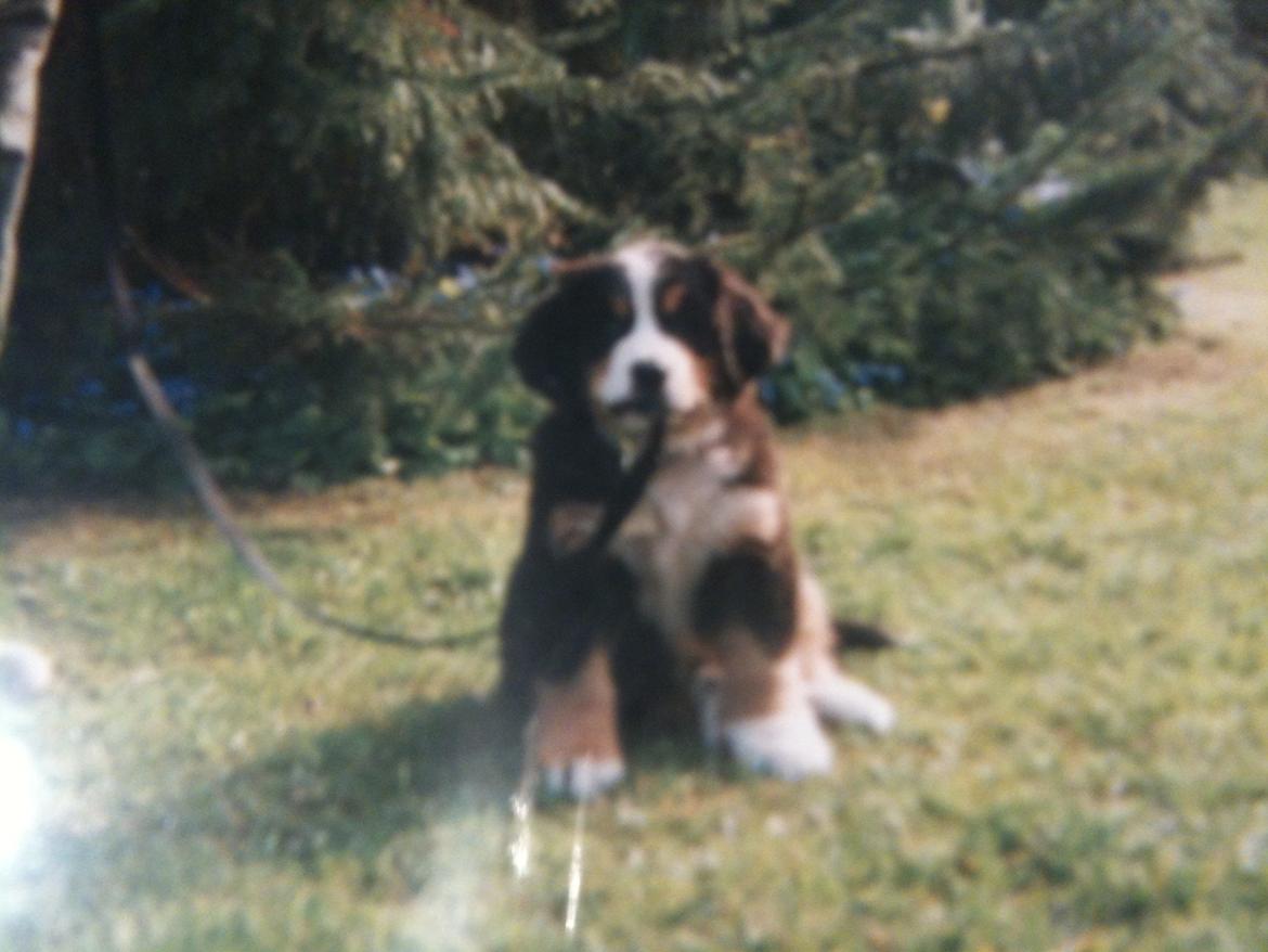 Berner sennenhund Mille † R.I.P † - Mille 8 mdr <3 billede 3