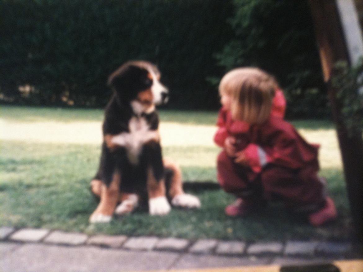 Berner sennenhund Mille † R.I.P † - Mig som 2-3 årig mente jeg kunne snakke med Mille der var 9 mdr. <3 billede 4