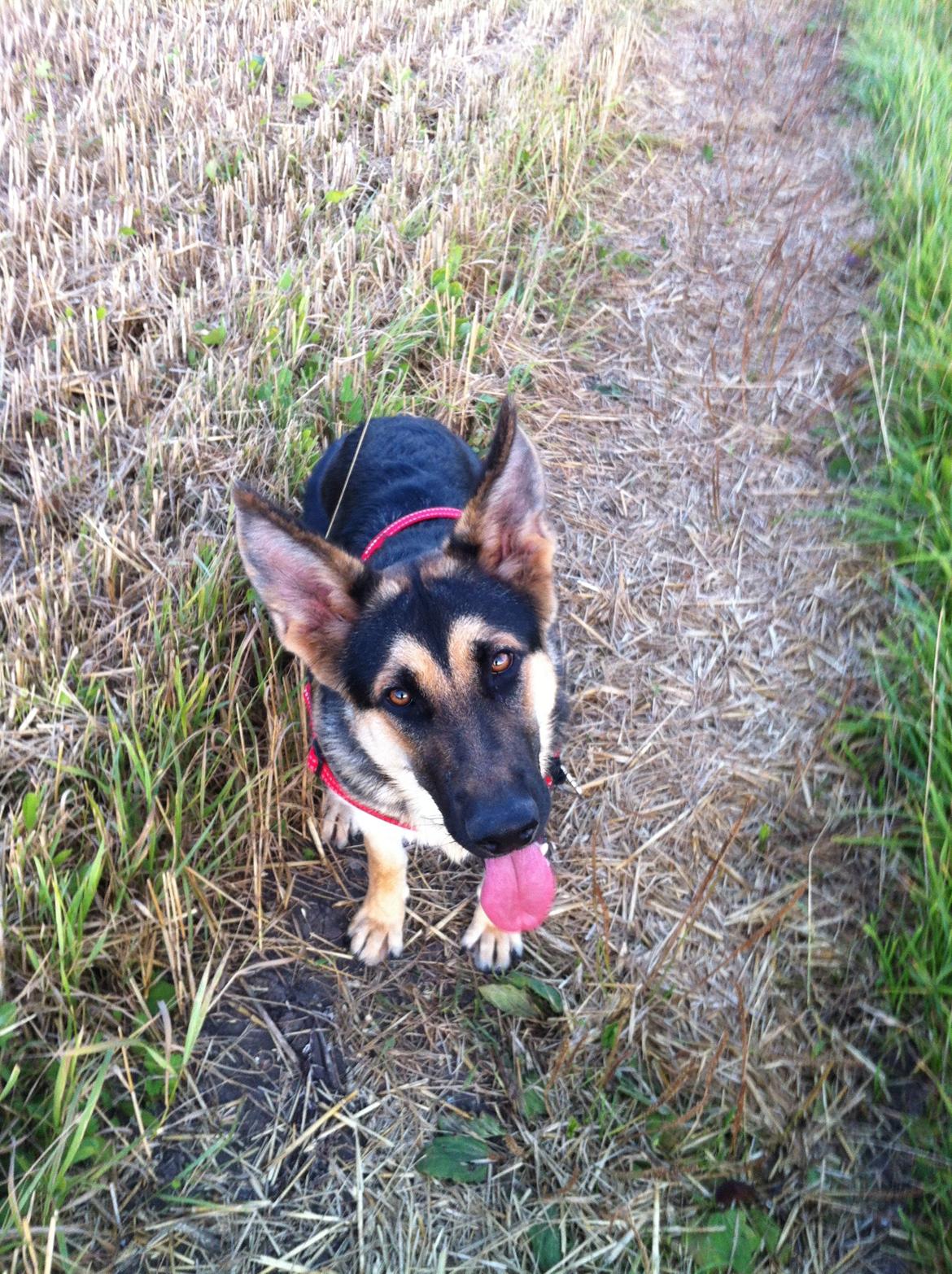 Schæferhund Diva (Himmelhund) - Efterår 2012 billede 20