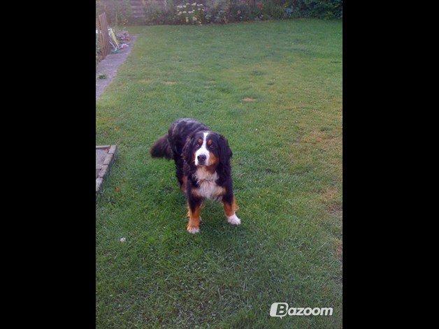 Berner sennenhund Mille † R.I.P † - Mille jeg savner dig!<3 billede 5