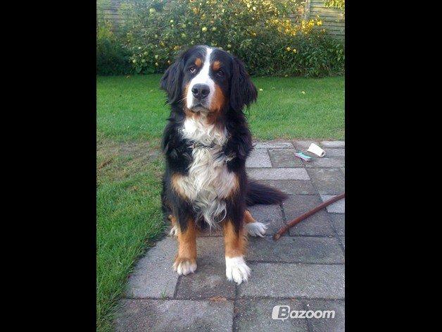 Berner sennenhund Mille † R.I.P † - Det aller sidste billede af hende :( †R.I.P† billede 6
