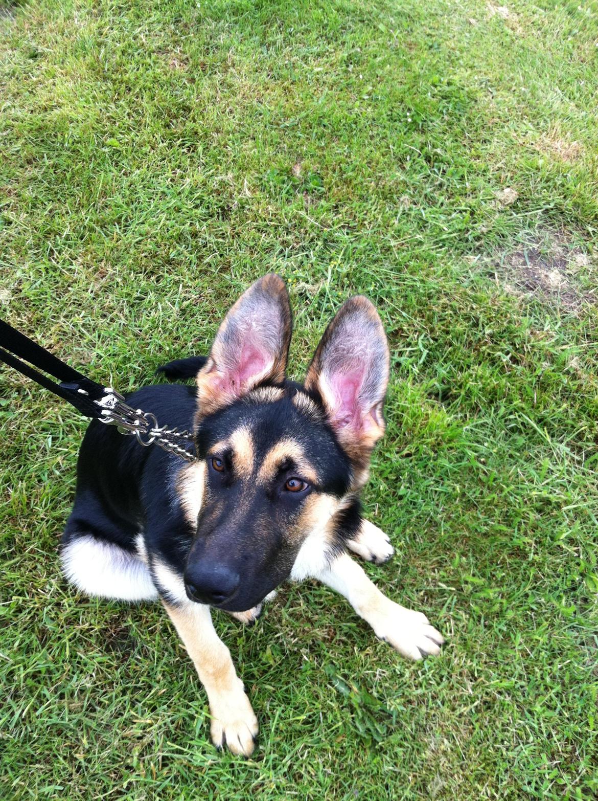 Schæferhund Diva (Himmelhund) - Diva da hendes ører begyndte at stå op. billede 12