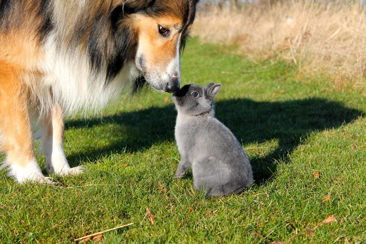 Blanding af racer ~ Chester billede 4