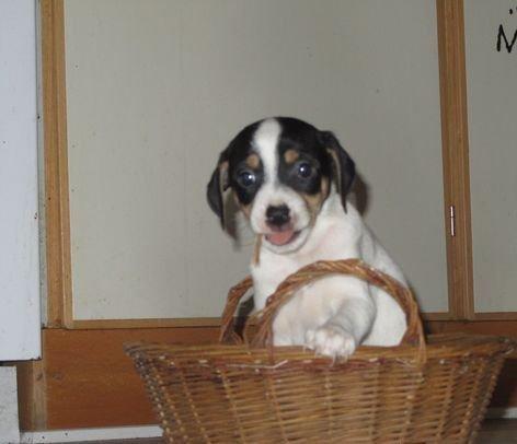 Blanding af racer Bob billede 2