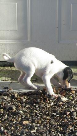 Blanding af racer Bob billede 3