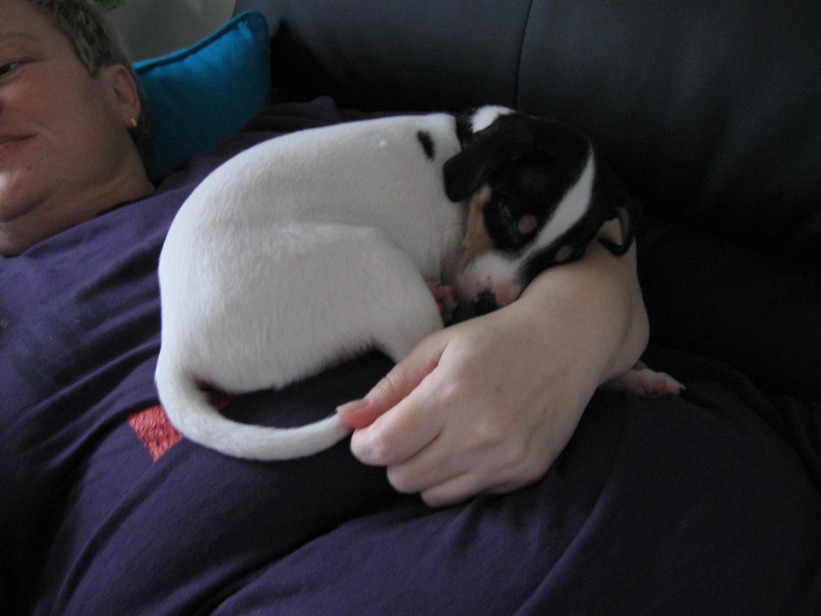 Blanding af racer Bob billede 4