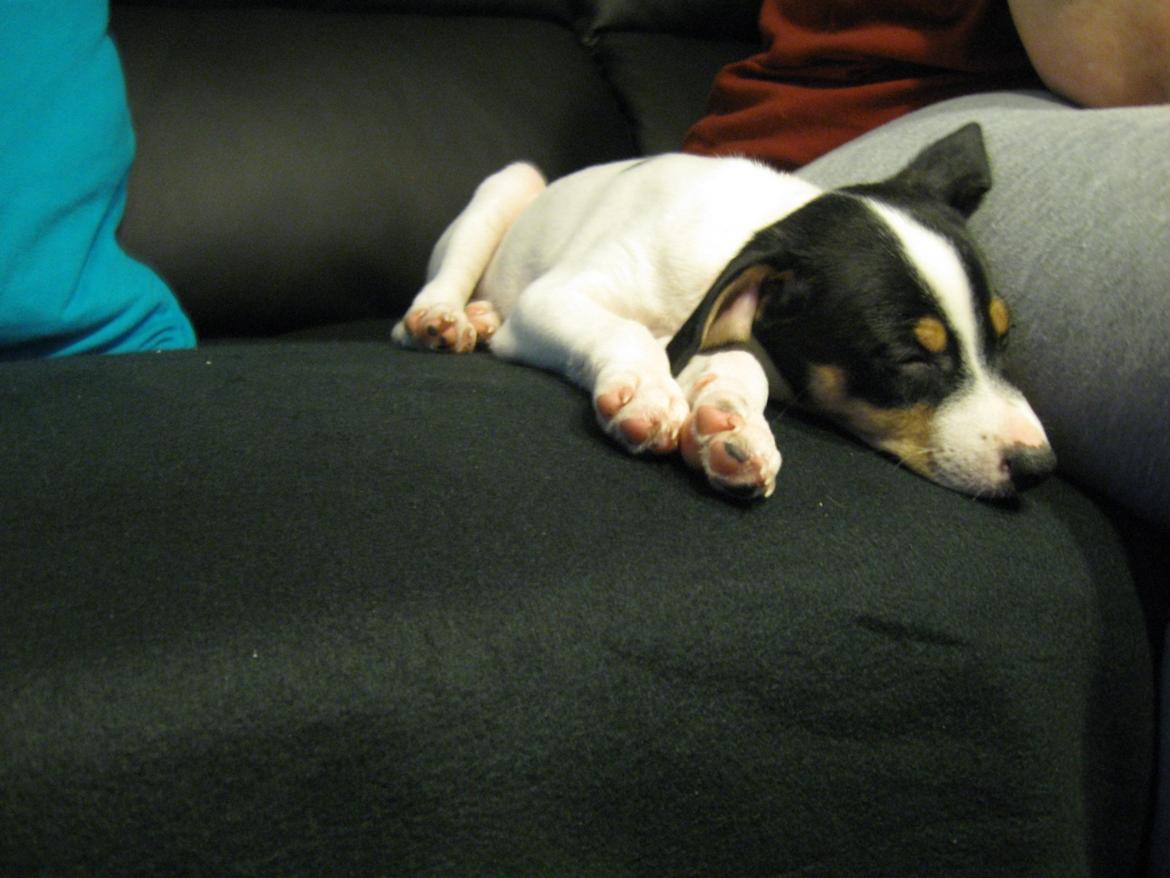 Blanding af racer Bob billede 5